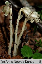 Monotropa hypophegea (korzeniówka mniejsza)