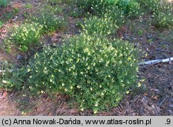 Melampyrum pratense (pszeniec zwyczajny)