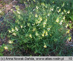 Melampyrum pratense (pszeniec zwyczajny)