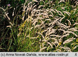 Melica transsilvanica (perłówka siedmiogrodzka)