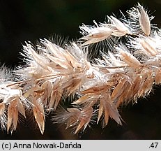 Melica transsilvanica (perłówka siedmiogrodzka)