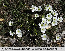 Minuartia kitaibelii