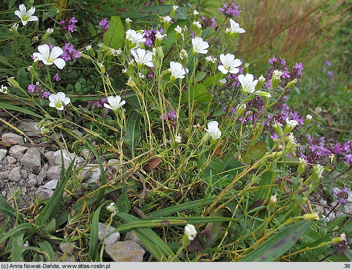 Minuartia kitaibelii (mokrzyca Kitaibela)