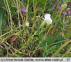 Minuartia kitaibelii (mokrzyca Kitaibela)