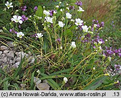 Minuartia kitaibelii (mokrzyca Kitaibela)