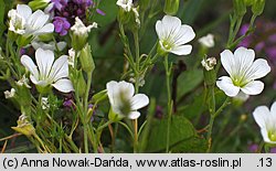 Minuartia kitaibelii (mokrzyca Kitaibela)