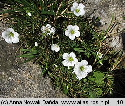 Minuartia kitaibelii