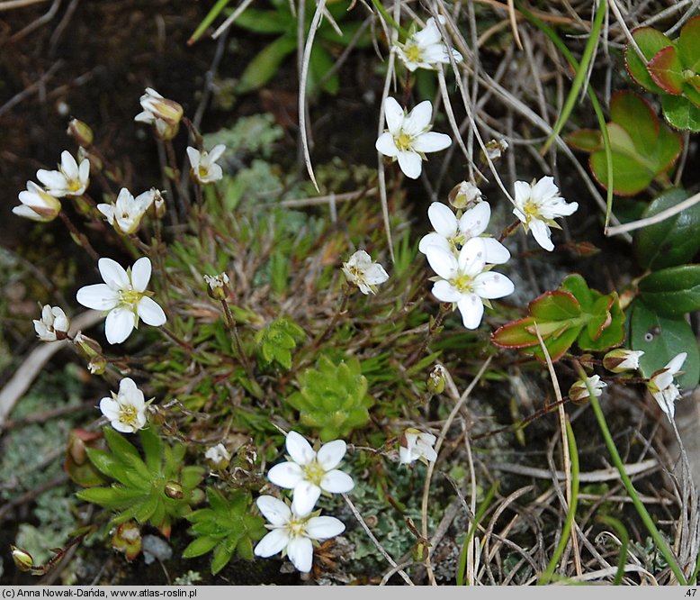 Minuartia verna (mokrzyca wiosenna)