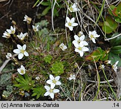 Minuartia verna (mokrzyca wiosenna)