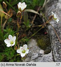 Minuartia verna (mokrzyca wiosenna)