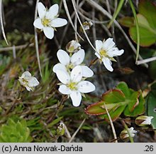 Minuartia verna (mokrzyca wiosenna)