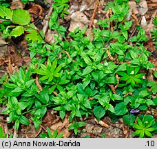 Moehringia trinervia