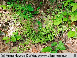 Moehringia trinervia (możylinek trójnerwowy)