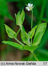 Moehringia trinervia (możylinek trójnerwowy)