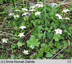 Moneses uniflora (gruszycznik jednokwiatowy)