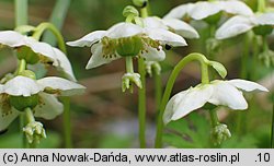 Moneses uniflora (gruszycznik jednokwiatowy)