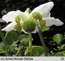 Moneses uniflora