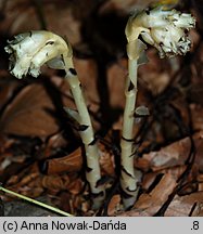 Monotropa hypophegea (korzeniówka mniejsza)