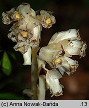 Monotropa hypophegea (korzeniówka mniejsza)