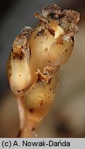 Monotropa hypophegea (korzeniówka mniejsza)