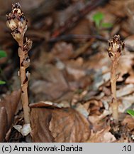 Monotropa hypophegea (korzeniówka mniejsza)