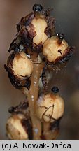 Monotropa hypophegea (korzeniówka mniejsza)