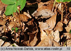 Monotropa hypophegea (korzeniówka mniejsza)