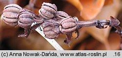 Monotropa hypophegea (korzeniówka mniejsza)