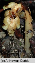 Monotropa hypophegea (korzeniówka mniejsza)