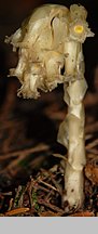 Monotropa hypopitys (korzeniówka pospolita)