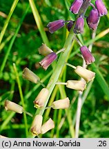 Muscari comosum (szafirek miękkolistny)