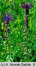 Muscari comosum (szafirek miękkolistny)