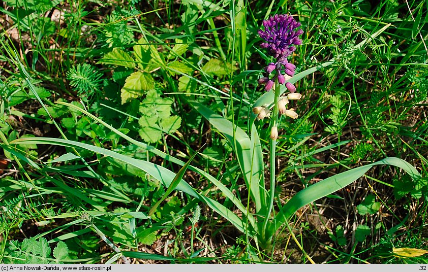 Muscari comosum (szafirek miękkolistny)