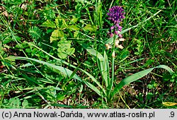 Muscari comosum (szafirek miękkolistny)