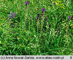 Muscari comosum (szafirek miękkolistny)