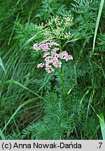 Mutellina purpurea (marchwica pospolita)