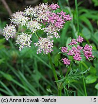 Mutellina purpurea (marchwica pospolita)