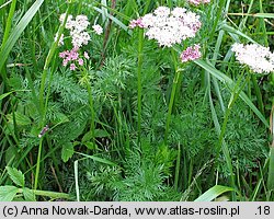 Mutellina purpurea (marchwica pospolita)