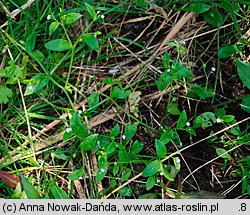 Myosotis sparsiflora