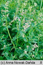 Nepeta pannonica