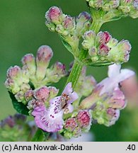 Nepeta pannonica