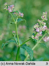 Nepeta pannonica