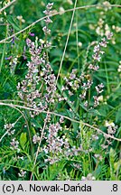 Nepeta pannonica