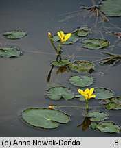 Nymphoides peltata