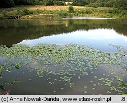 Nymphoides peltata