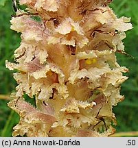 Orobanche bartlingii (zaraza Bartlinga)