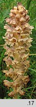 Orobanche bartlingii (zaraza Bartlinga)