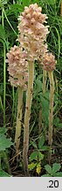 Orobanche bartlingii (zaraza Bartlinga)