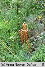 Orobanche bartlingii (zaraza Bartlinga)