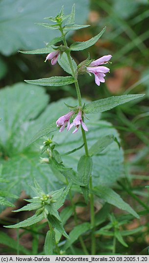 Odontites litoralis